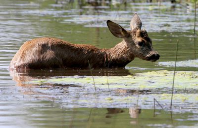 CERVIDES - CHEVREUIL - Capreolus Capreolus