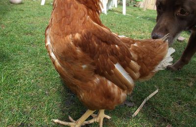 Une poupoule dans  la famille !!! faut pas  rêver               