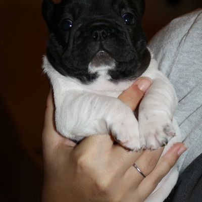 Gwenn Ha Du de l' Amour des ZeBoDi