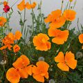 Des pavots de Californie pour prairies et bordures fleuries