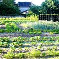 JARDINS : potager et fleurissement