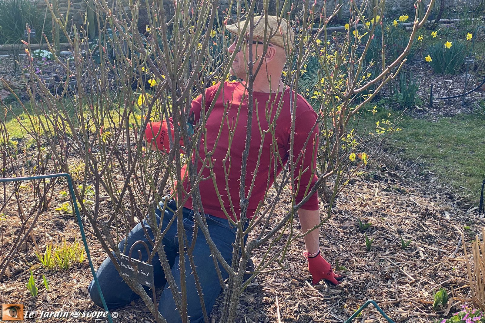Cours de taille des rosiers dans le Jardin Personnel d'André Eve à Pithiviers