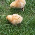 Les poussins