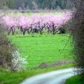 Fontainebleau aux pêches au sirop, les pêchers en fleurs, le vol du héron