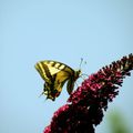 Sur une fleur de Buddleia