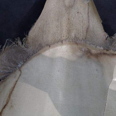  - INDEX DES BAMBOUS DE CE BLOG et présentation