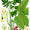 Herbier, les plantes qui soignent - Le Guarana