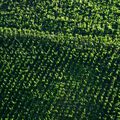 Le Beaujolais vu du ciel ?