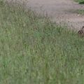 Lapins et lièvres en action