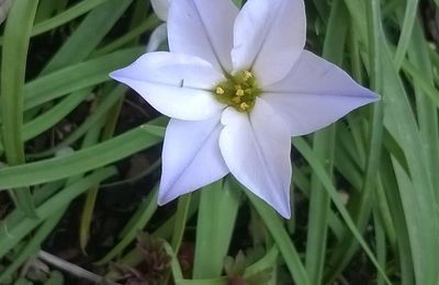 Fleurs des saisons