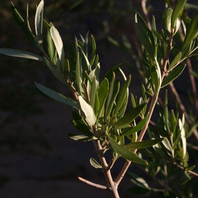Trêve des confiseurs