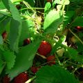 ramassage de fraises au Tremblay