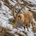 Rencontres rares depuis la présence du loup