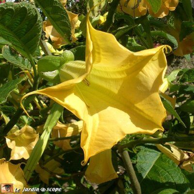 Le Datura et la sorcellerie 