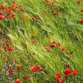 Tout plein de bisous et de gentils coquelicots