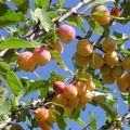 Au jardin à petits pas, l'été s'en va