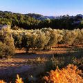 Les arbres et les Latins