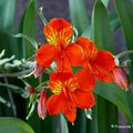 Lis des Incas (Alstroemeria Aurantiaca)