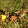 Oiseaux du jardin