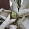 Tillandsia cacticola en fleur