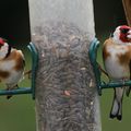 AVES - CHARDONNERET Elegant - Carduelis Carduelis