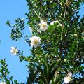 jardin de la Vallée heureuse: camelias, fougères et bambous