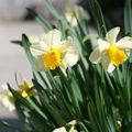 mes premières fleurs