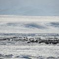 La Mongolie fait face aux grands froids alors que l’hiver arctique ne fait qu’empirer