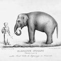 L'éléphant...