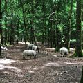 Le village des fermes du moyen age à Saint Julien aux bois en Corrèze