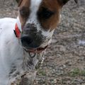 Chien qui bouffe des bulles