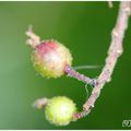 Quand la fleur devient fruit , le groseillier à fleurs