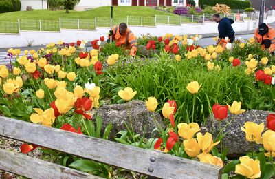 DES TULIPES COLORÉES PLANTÉES EN MODE D’ÉCONOMIE CIRCULAIRE.