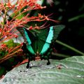 papilio palinurus