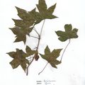 Herbier Acer truncatum 