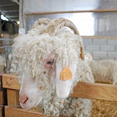 Attention bientôt les dates des marchés de noel........