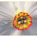 Narcisse Actea