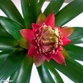 Le Guzmania, une plante exotique très colorée