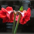 L'amaryllis...reine du foyer.....!