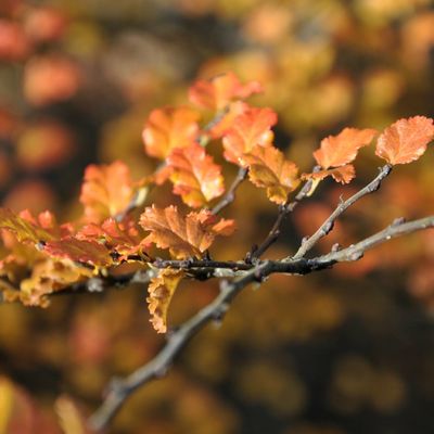 Nothofagus antartica