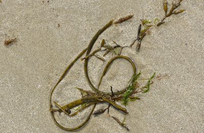 Les oeuvres de l'effet mer !