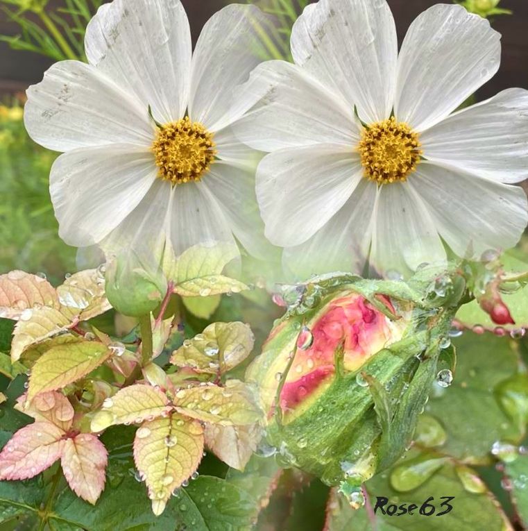 Lundi 29 sept 2025 un bol d'air au jardin c'était le 25 sept 2025 Mon diapo s'en suit 