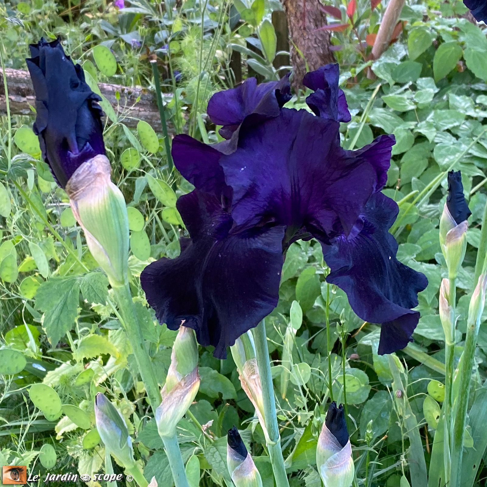 Iris Black Tie Affair