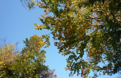 PROMENADE EN FORET...