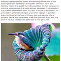 KINGFISHER - LE MARTIN PÊCHEUR ...