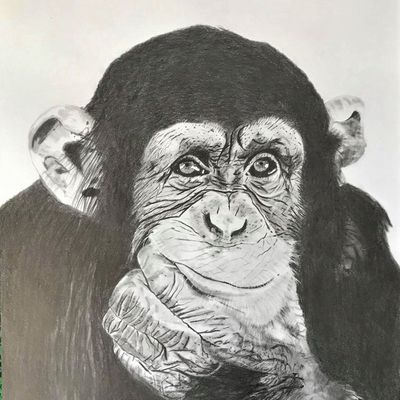 195 - Chimpanzé pensif,