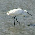 39 - Aigrette garzette