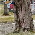 Coup de coeur pour cette cabane d'oiseaux.....