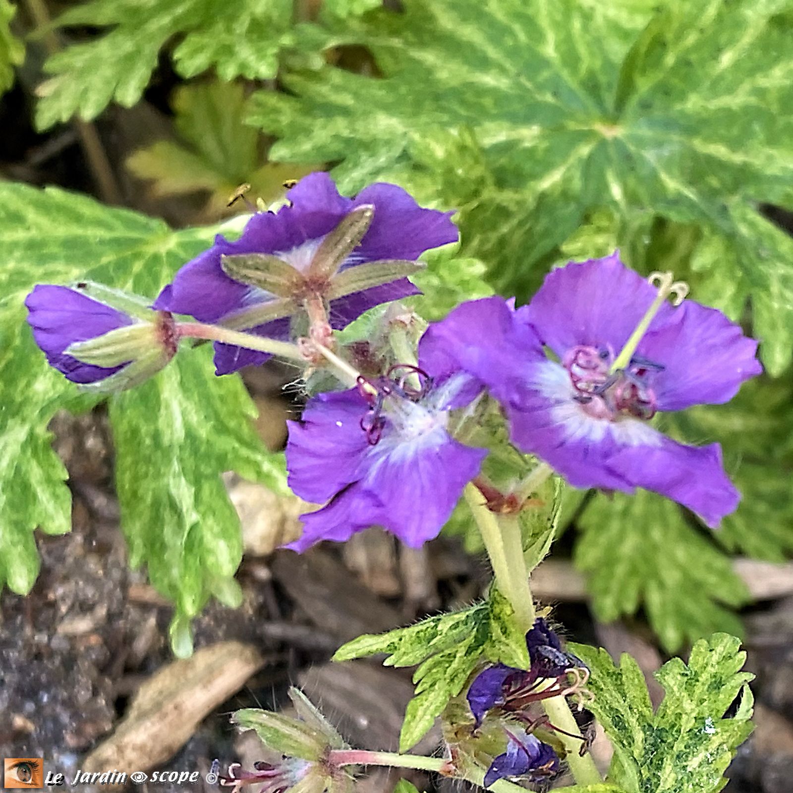 Geranium Phaeum Marguerite Wilson
