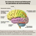 Les zones du cerveau qui intéressent les neuromarketeurs